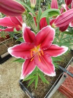 [4481 PO69 OR-10-44-2 Metropolitan No02.JPG]